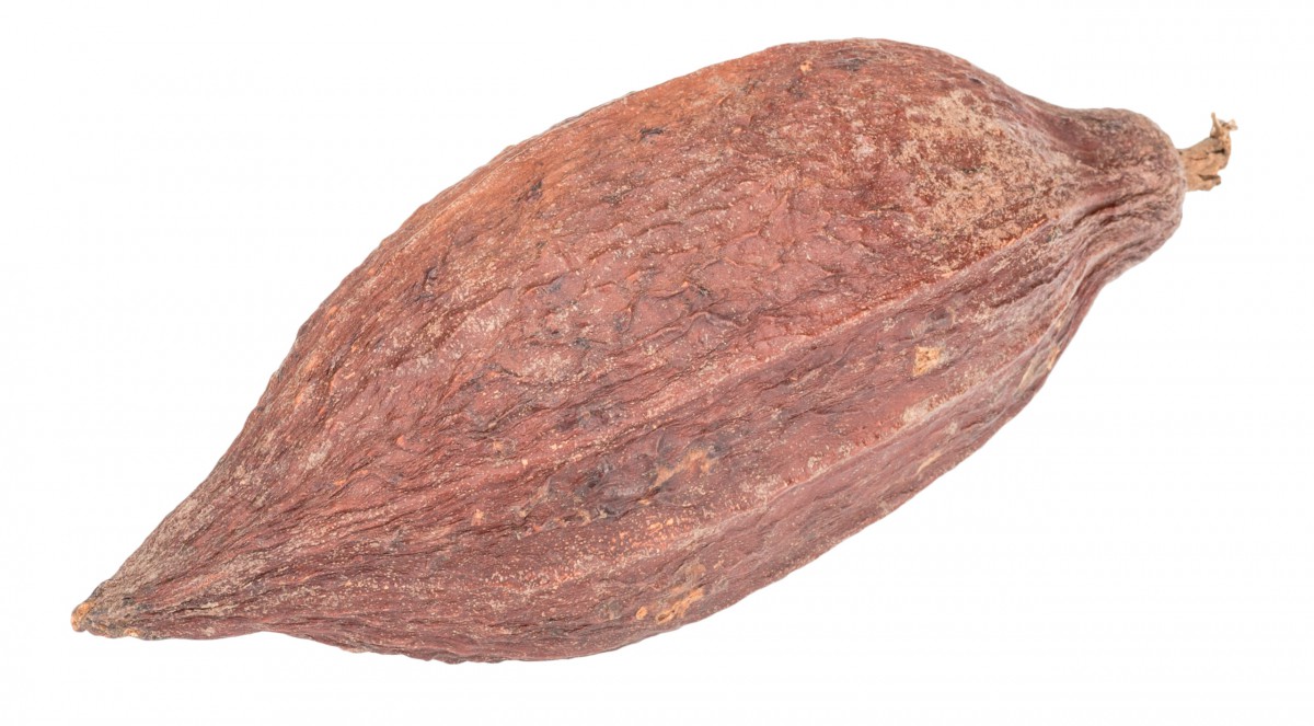 Décoration Fruit De Cacao (Kakaoschote) - Taille 110-130mm - Marque Cleanprince - Neuf Pour Déco Naturelle
