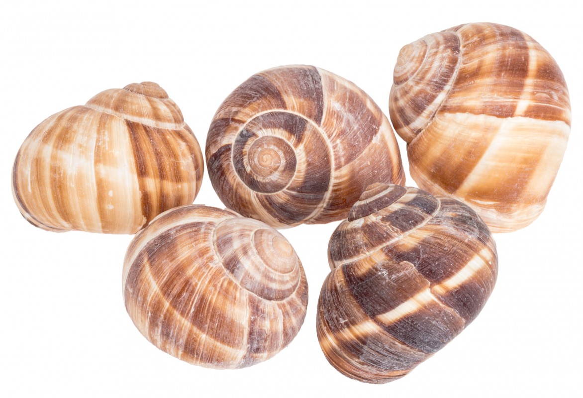 Weinbergschnecke natur groß ca. 46cm