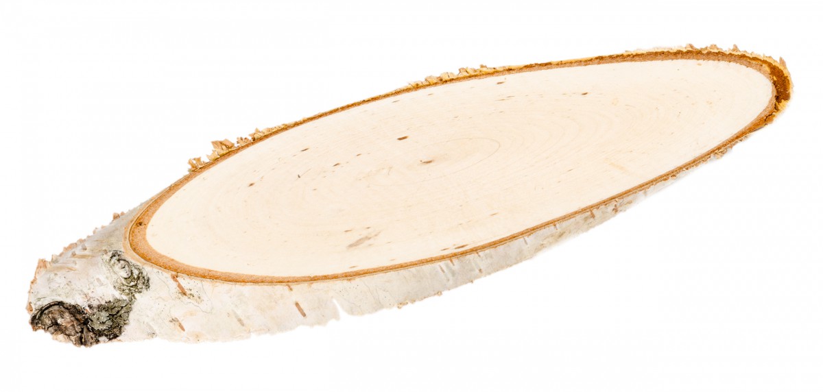 2912 Birkenscheiben oval Holzscheiben Birkenstamm _2