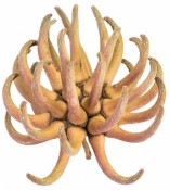 Eukalyptus kaufen Eukalyptus kaufen